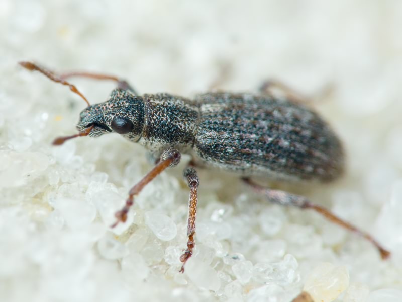 Sitona waterhousei Walton, 1846